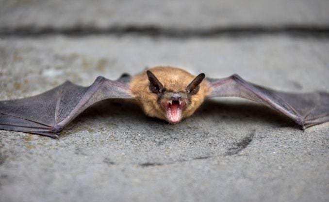 A brown bat with it's mouth open.