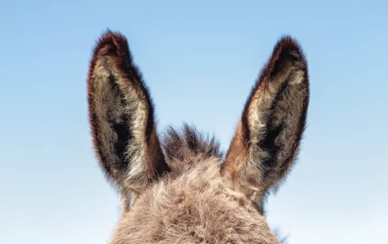 A donkey's ears standing straight up.