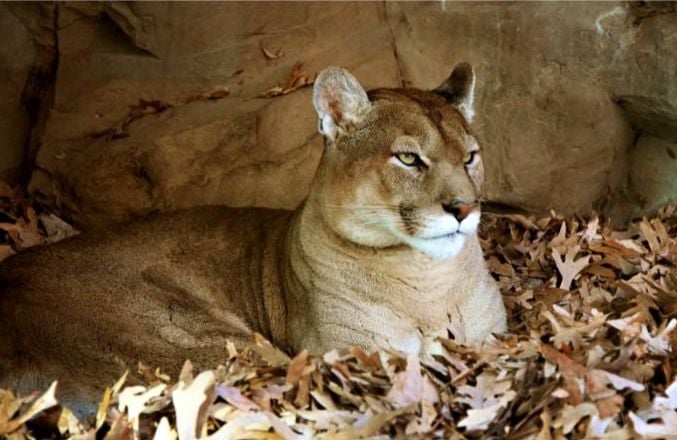 A female mountain lion sitting on leaves in a cave.