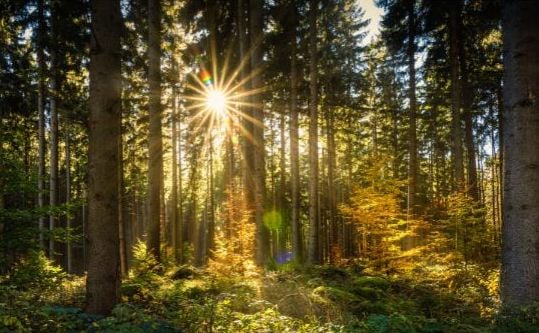 Sun shining into a pine forest.